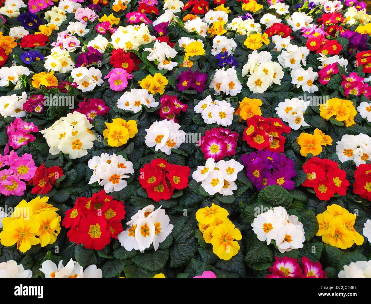 Colored primroses Stock Photo