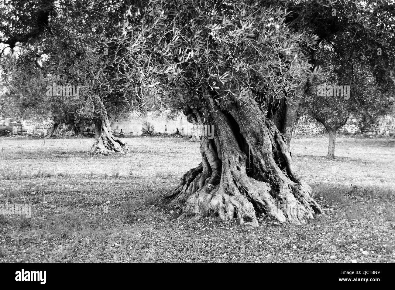Giant olive tree on olive production farm , Puglia, Italy (Black and White version) Stock Photo