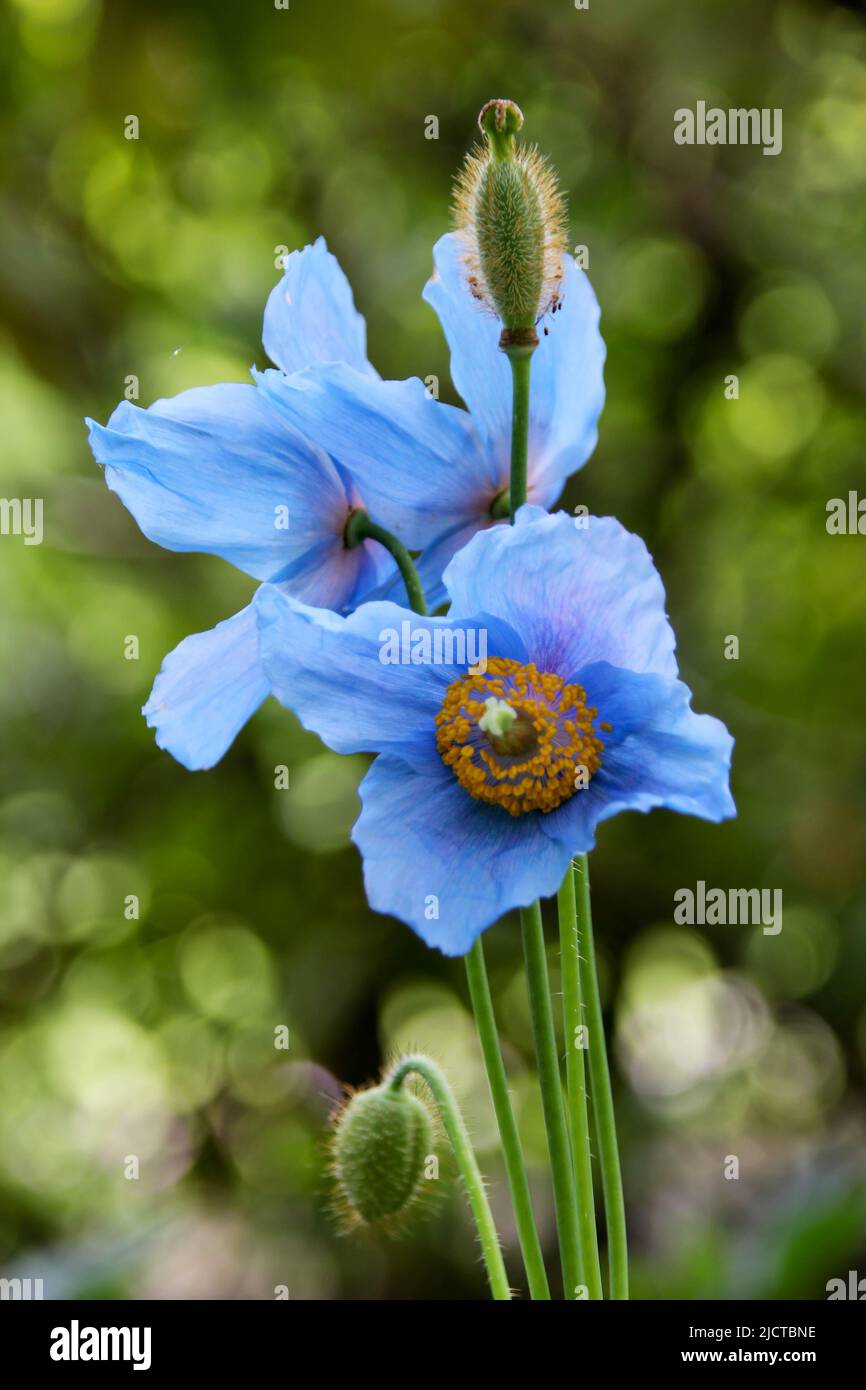 Blau poppy or Himalaya poppy (Meconopsis) Stock Photo