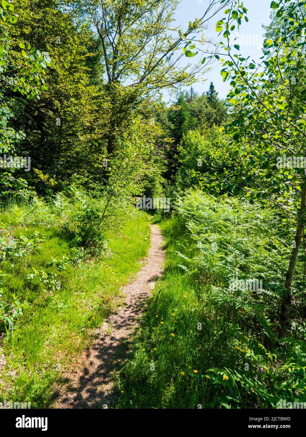 Trail amidst forested nature area around Lokve lake (Lokvarsko jezero) in Croatia Europe Stock Photo