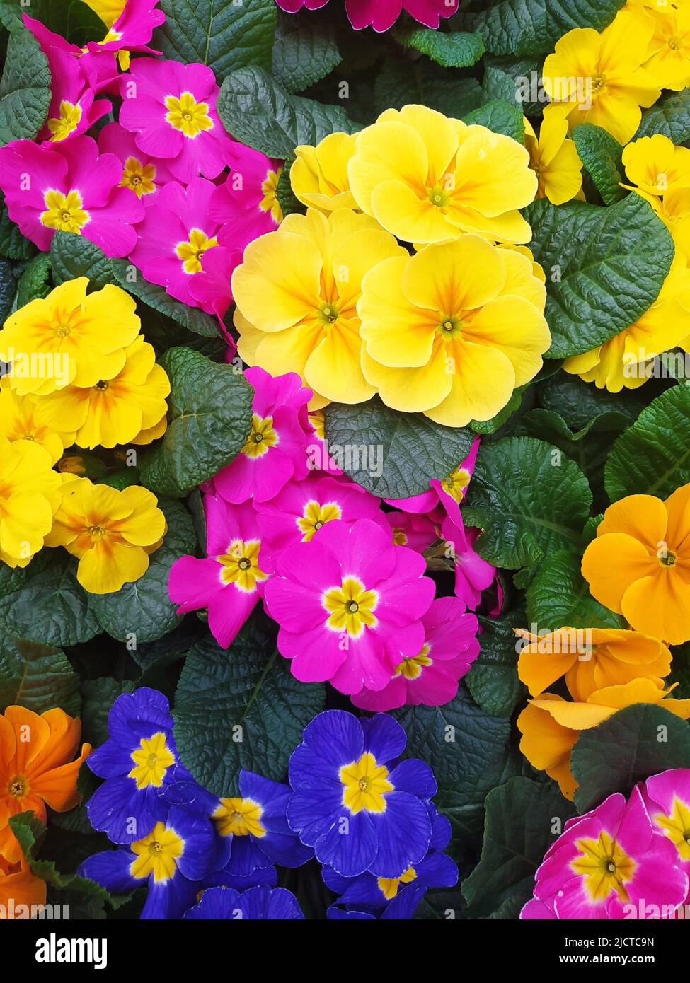 Colored primroses Stock Photo