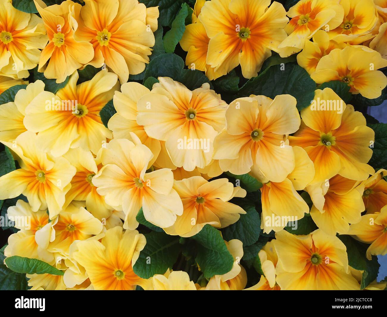 Yellow primroses Stock Photo