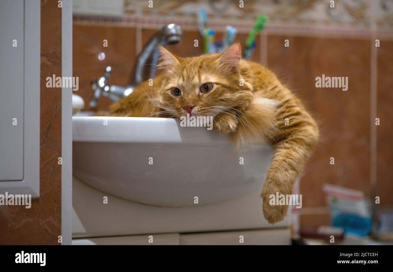 The cat guards the bathroom. The red cat is resting in the washbasin