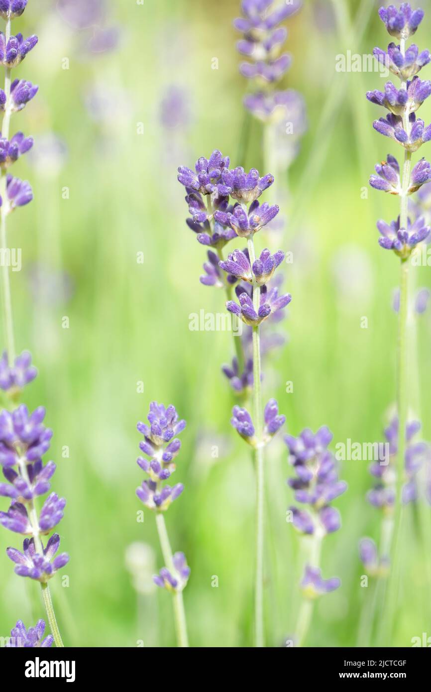 A full frame floral background of the stalks and petals of delicate lavender flowers with copy space Stock Photo