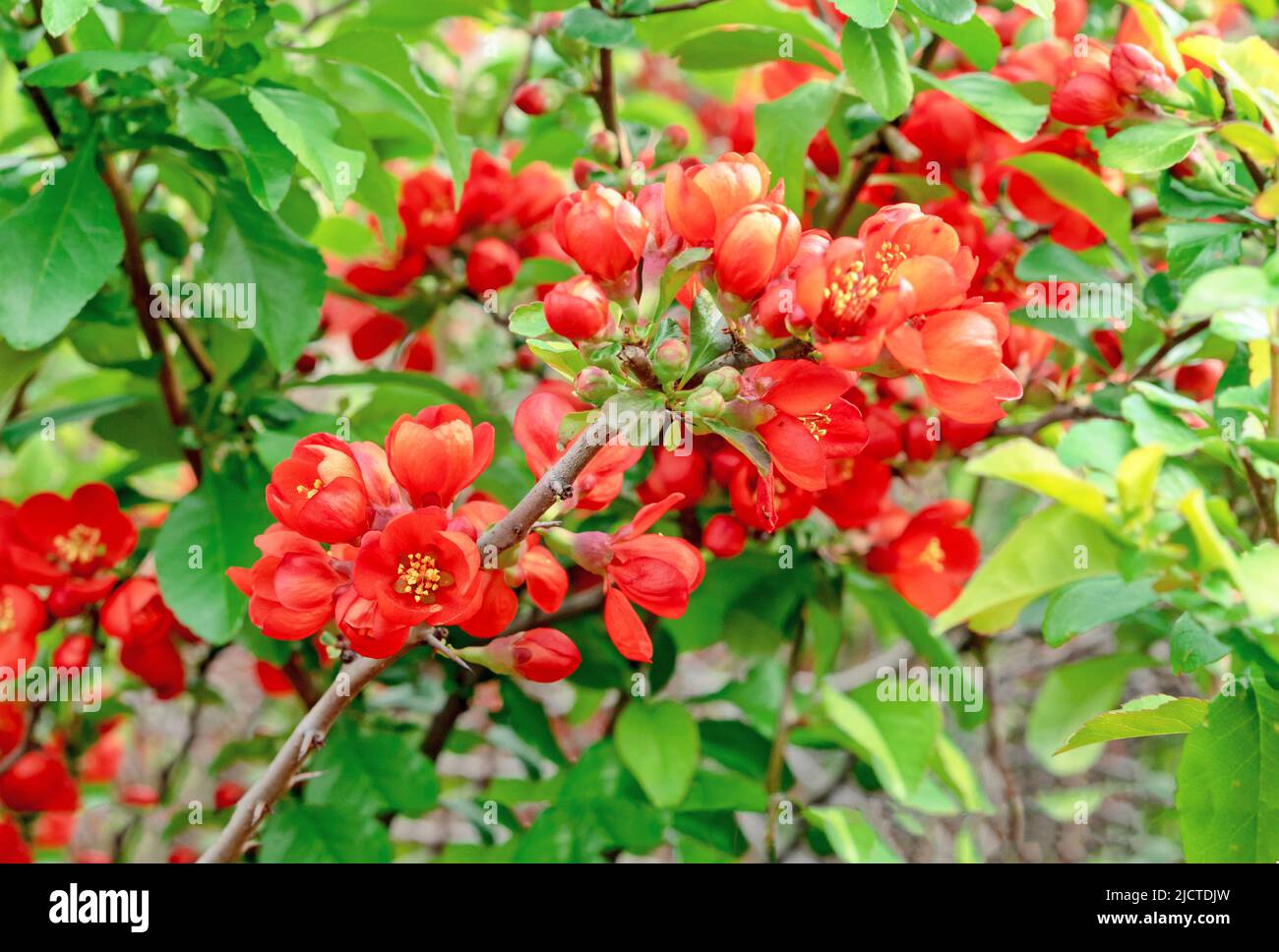 Japanese quince flowers on a branch. Red-orange inflorescences of chaenomeles. Stock Photo