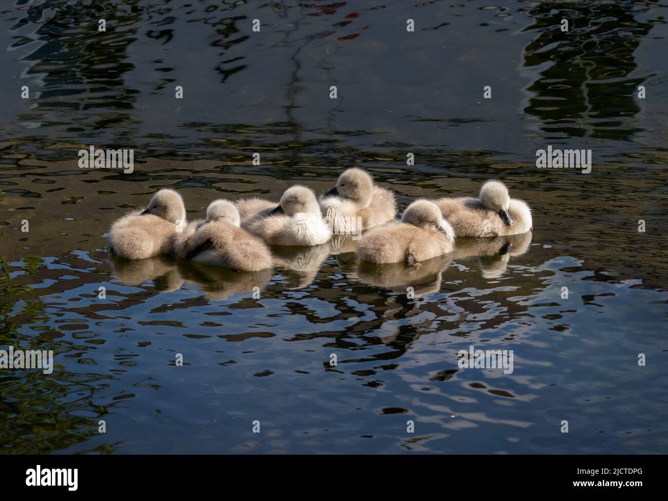 Six swan cygnets sleeping while floating on water. Newly hatched chicks with soft fluffy feathers asleep. 'Cygnus olor', Grand Canal, Dublin, Ireland Stock Photo
