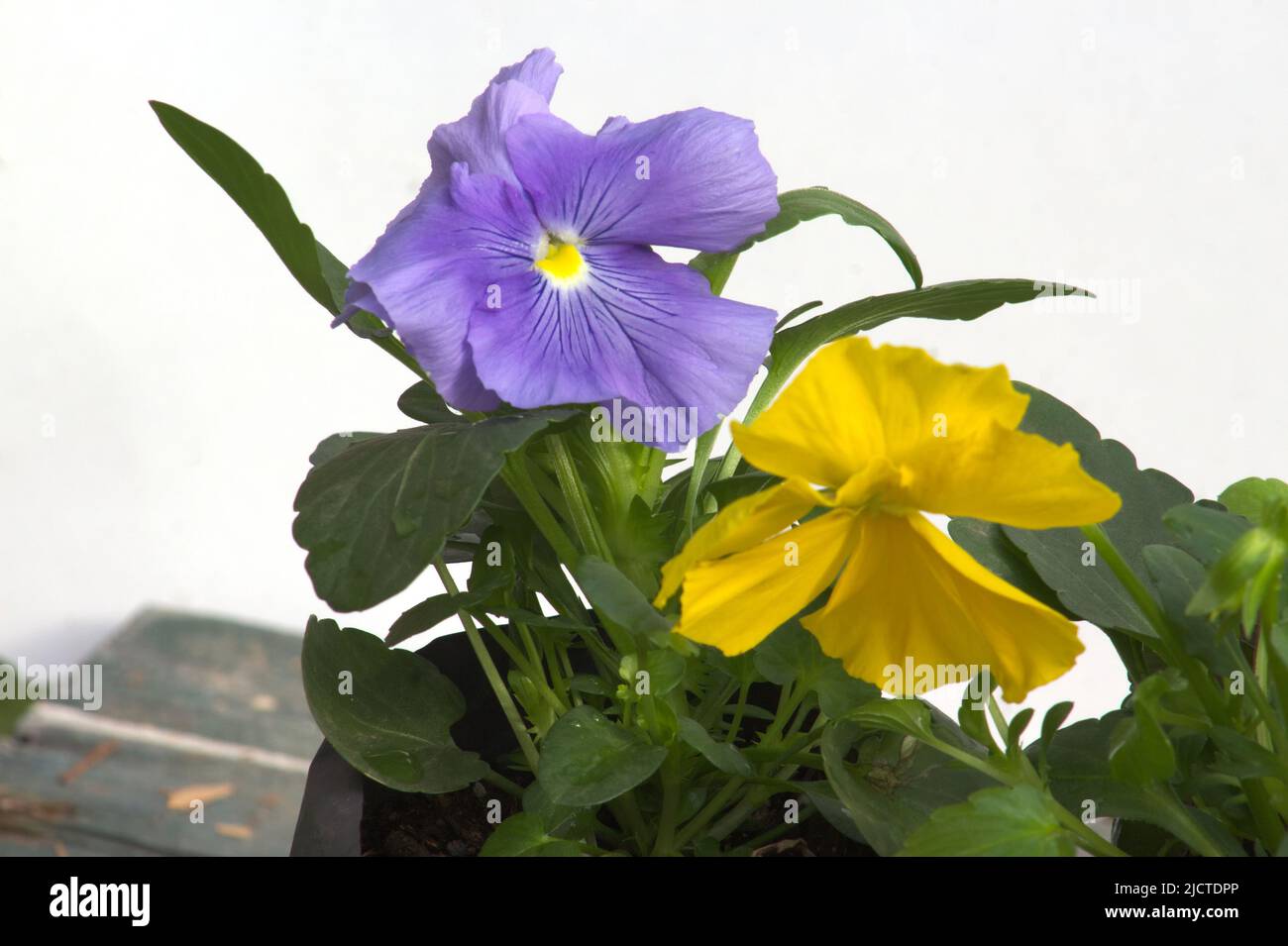 Una flor de Pensamiento Azul y una flor de Pensamiento Amarillo Stock Photo