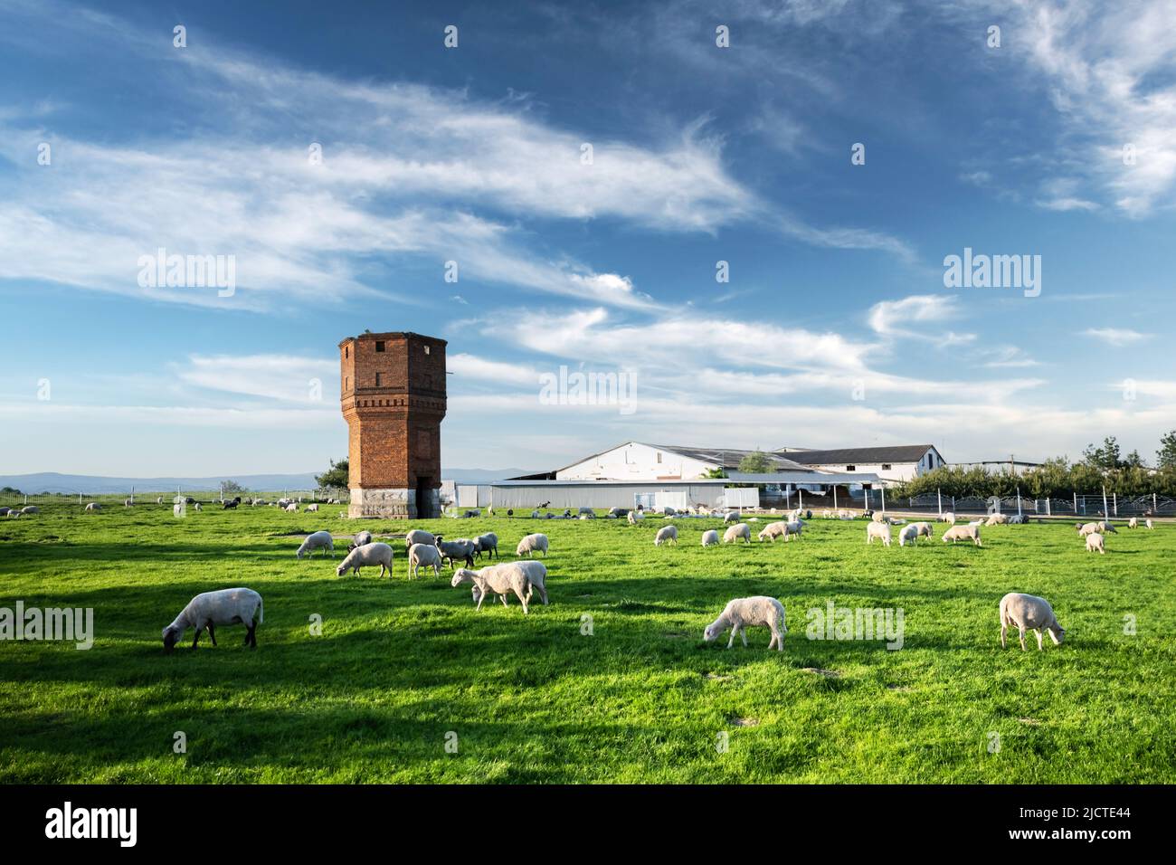 Sheep grazing outside a traditional farm barn in the Ukraine west Stock Photo