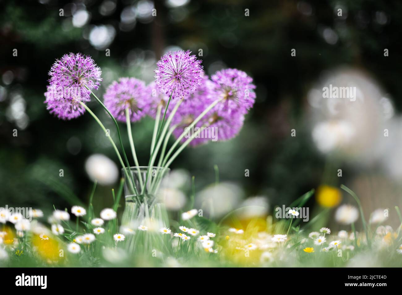 Purple flowers bouquet in glass vase on forest meadow covered by blossom wildflowers. Natural beauty background Stock Photo
