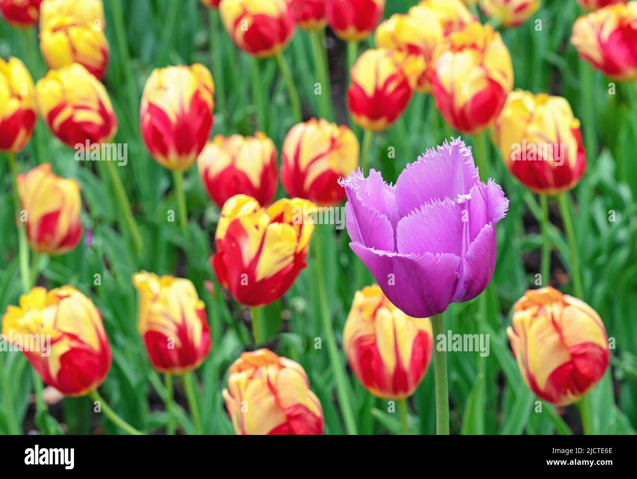 Purple terry tulip on the background of yellow-red tulips. Blooming Gesner's tulips. Stock Photo