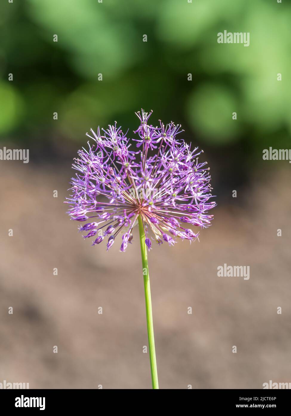 Close-up of the inflorescence of the Rosenbachian onion, Allium rosenbachianum, blooming in the garden in spring or summer. Stock Photo