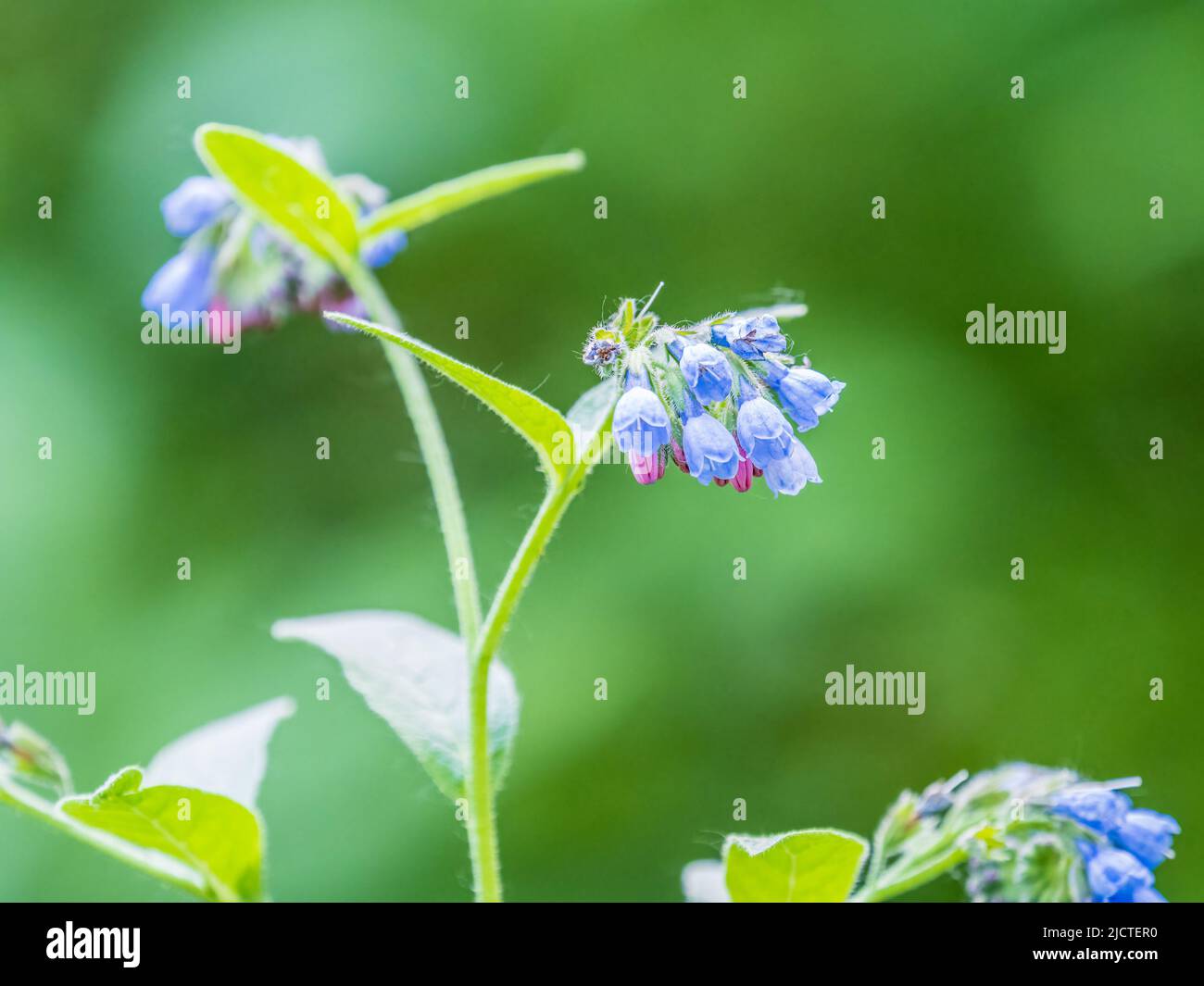 Beautiful blue flowers of Symphytum caucasicum, also known as the beinwell, blue comfrey, or Caucasian comfrey, blooming in spring park Stock Photo