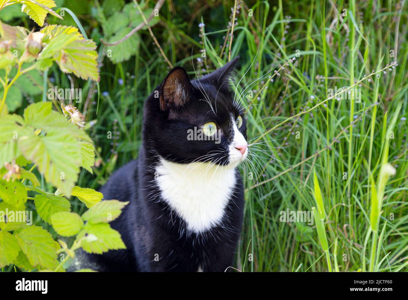 Black and white domestic short hair cat sitting in long grass Stock Photo