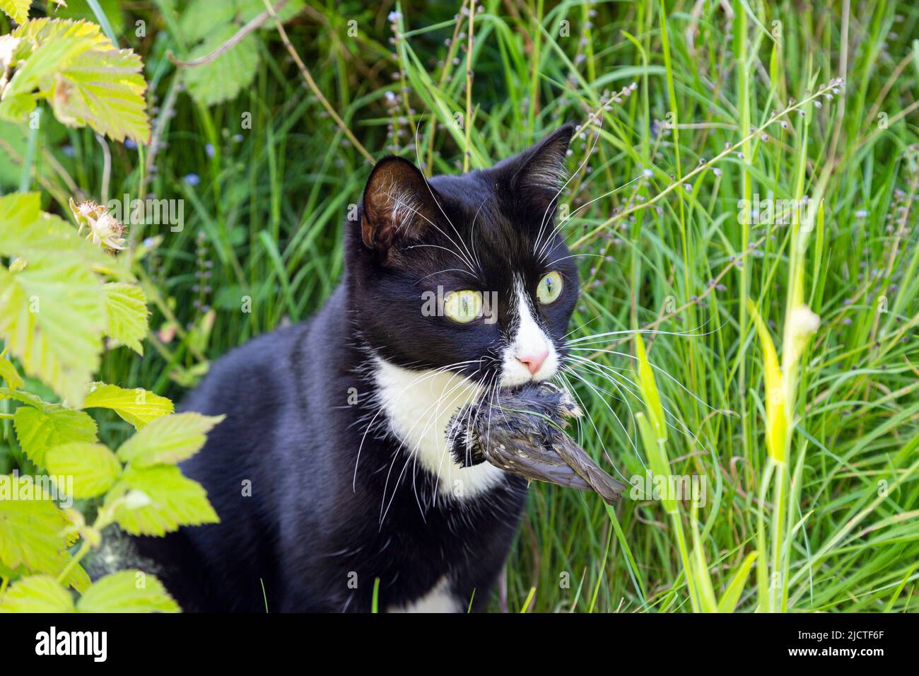 Black and white domestic short hair cat with a small bird that it's caught in its mouth Stock Photo