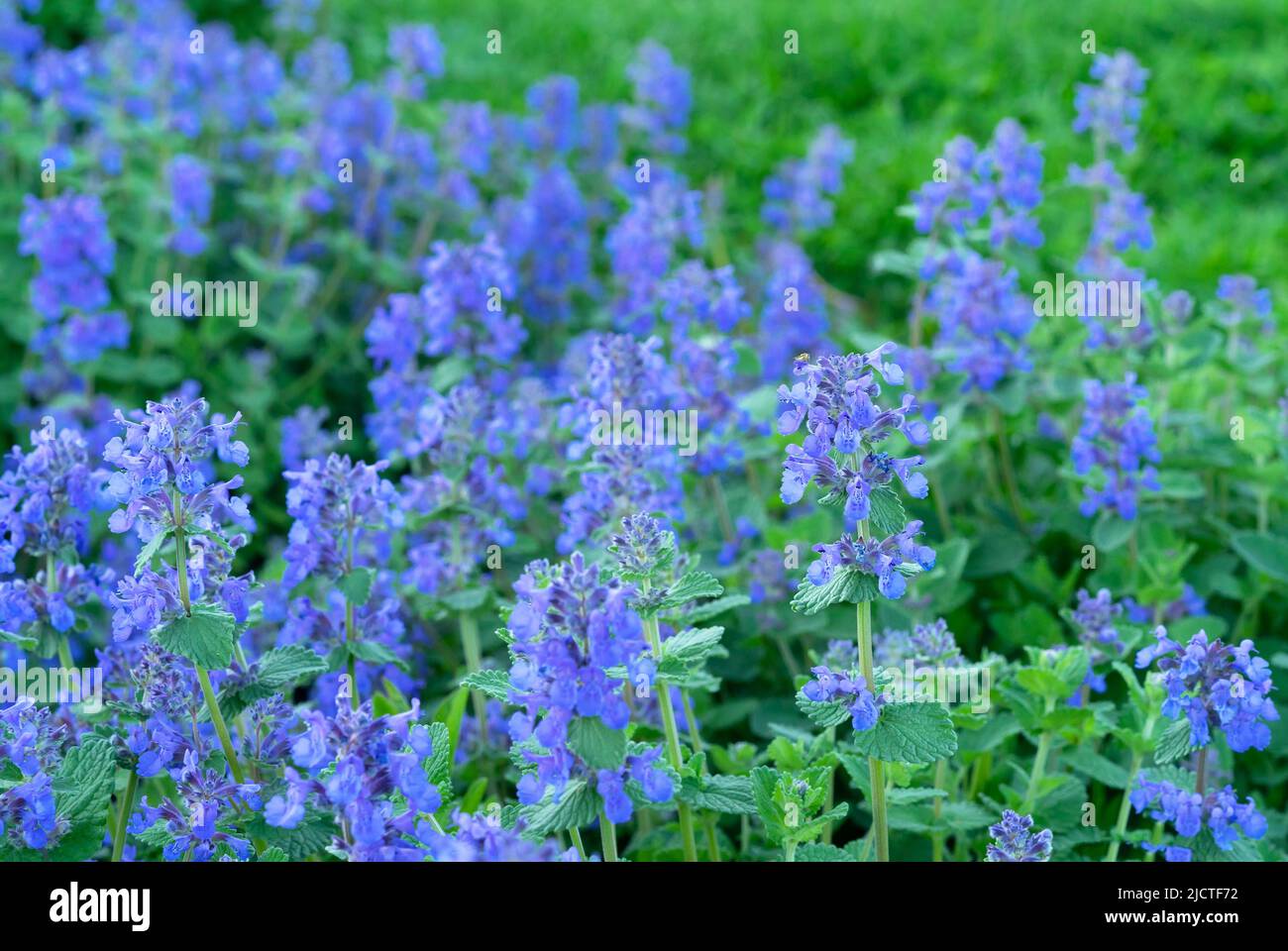 Catnip (Nepeta racemosa) blooms in the summer garden. Blue catmint flowers. Stock Photo