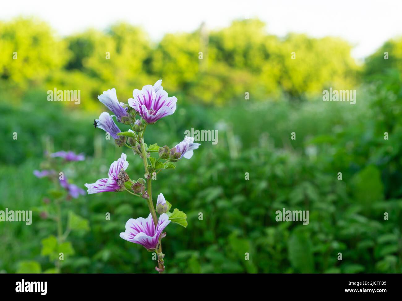 Wild flower Malva sylvestris. Mallow plant with lilac pink flowers. Stock Photo