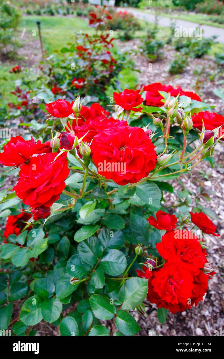 Ohio Roses Columbus park of roses hi-res stock photography and images - Alamy