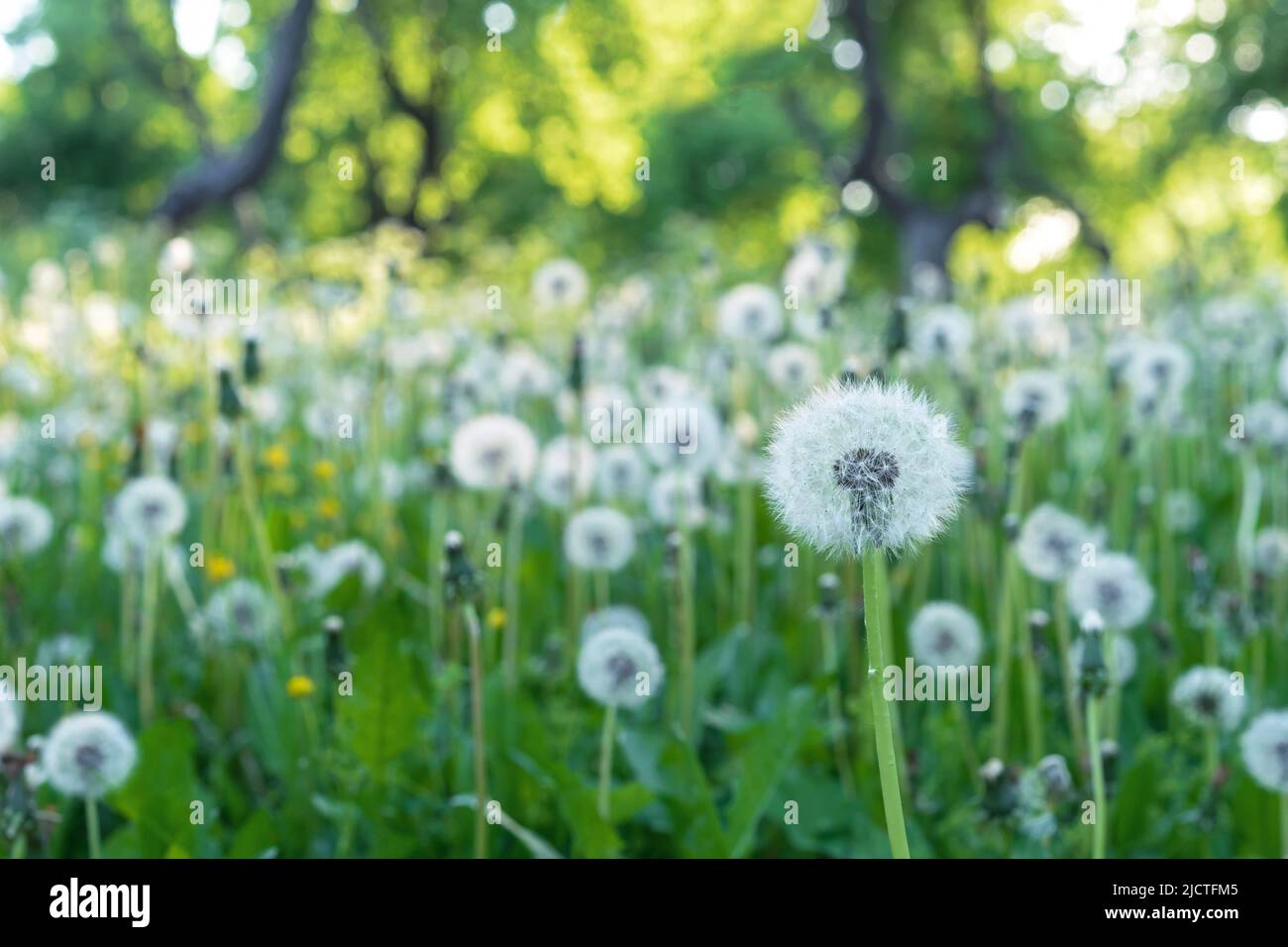 Glade with white and fluffy dandelions. Dandelion field. Stock Photo