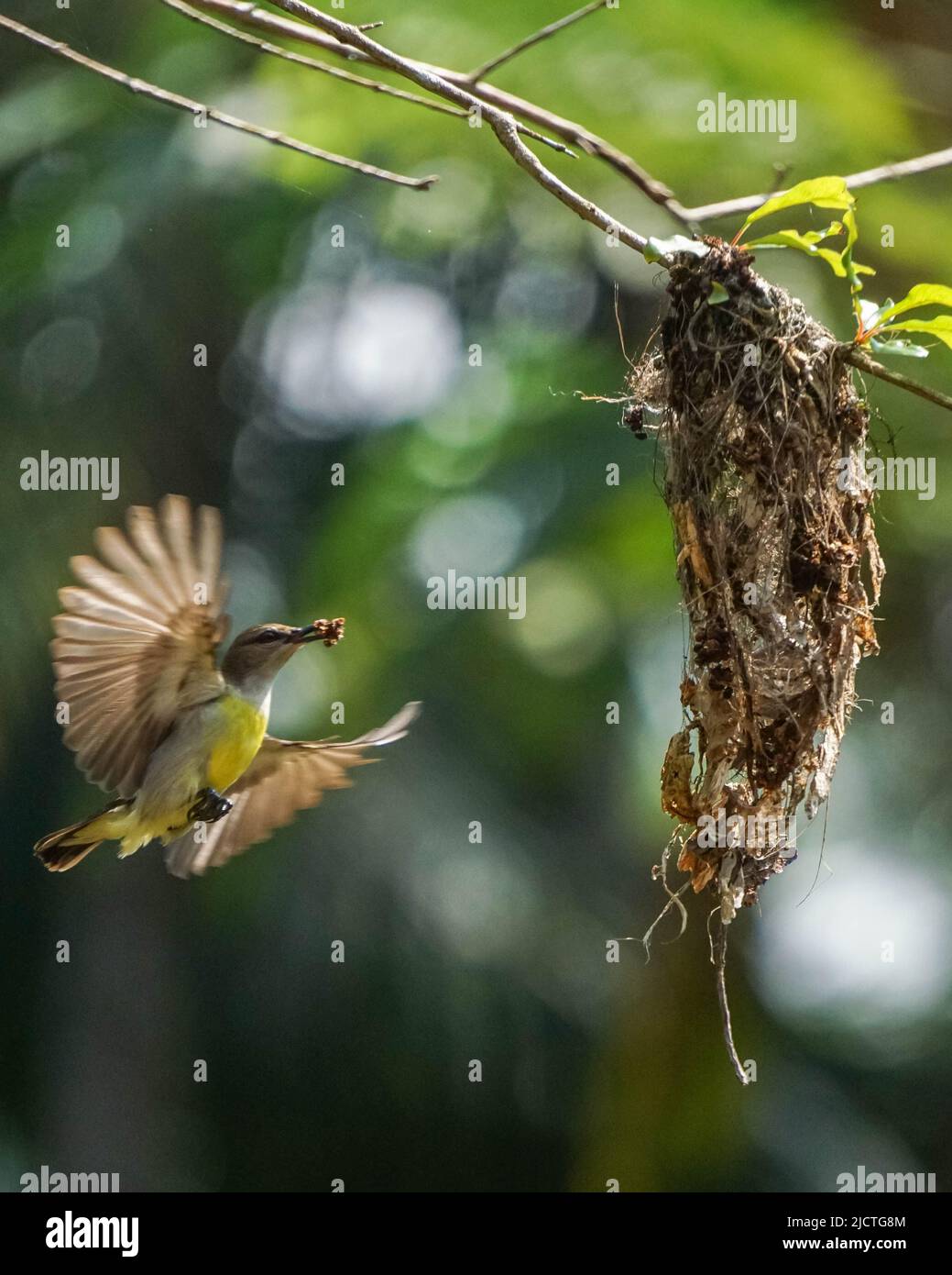 Hummingbird coming to her nest flying Stock Photo Alamy