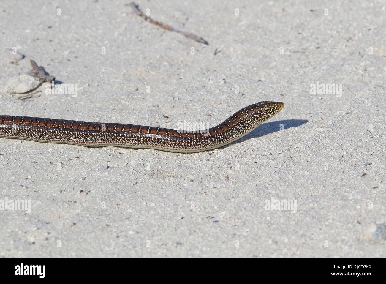 Glass lizard crossing the track Stock Photo