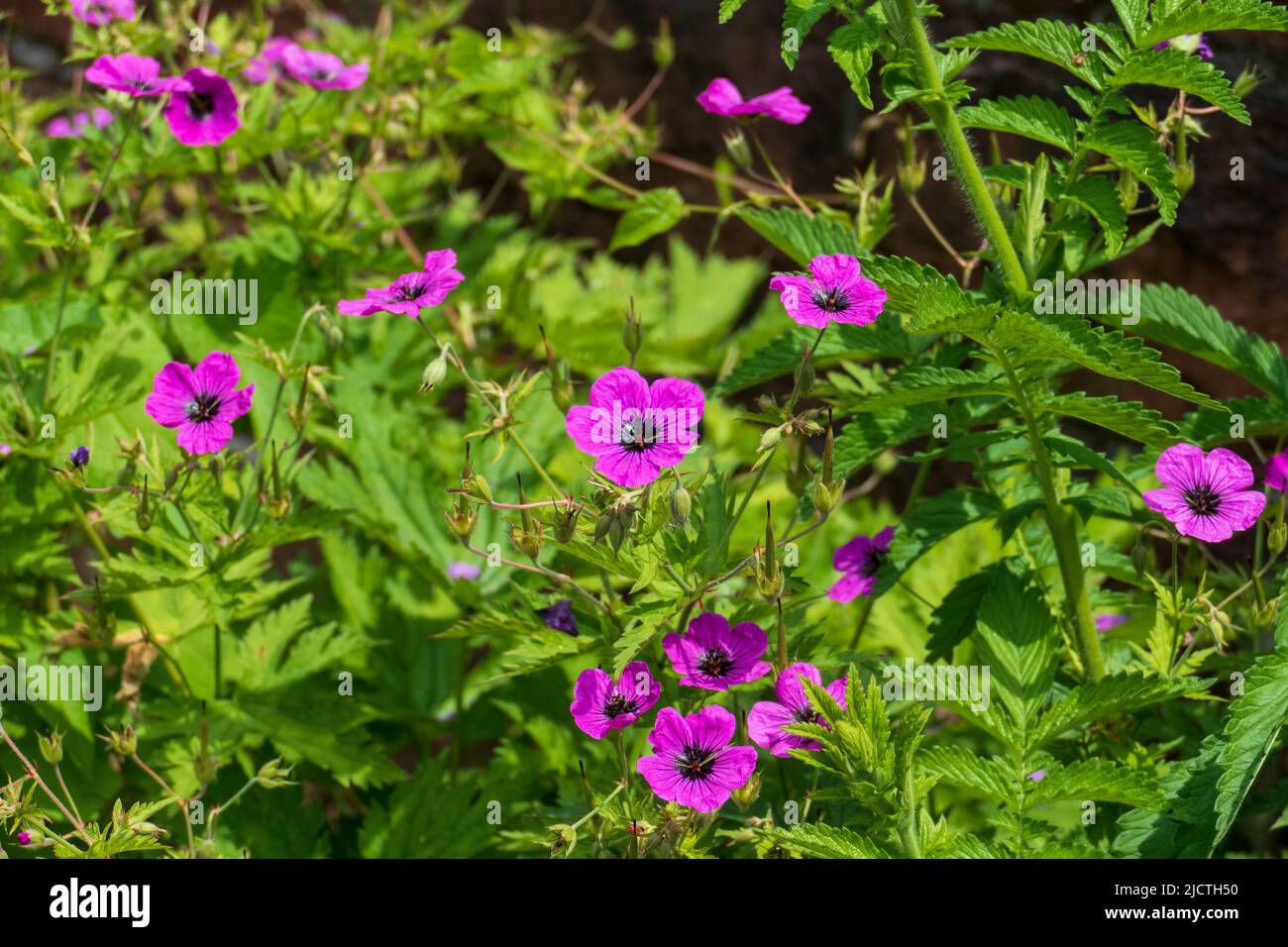 Storchschnabel, geraniaceae, Blüte in kräftigem lila Pink Stock Photo