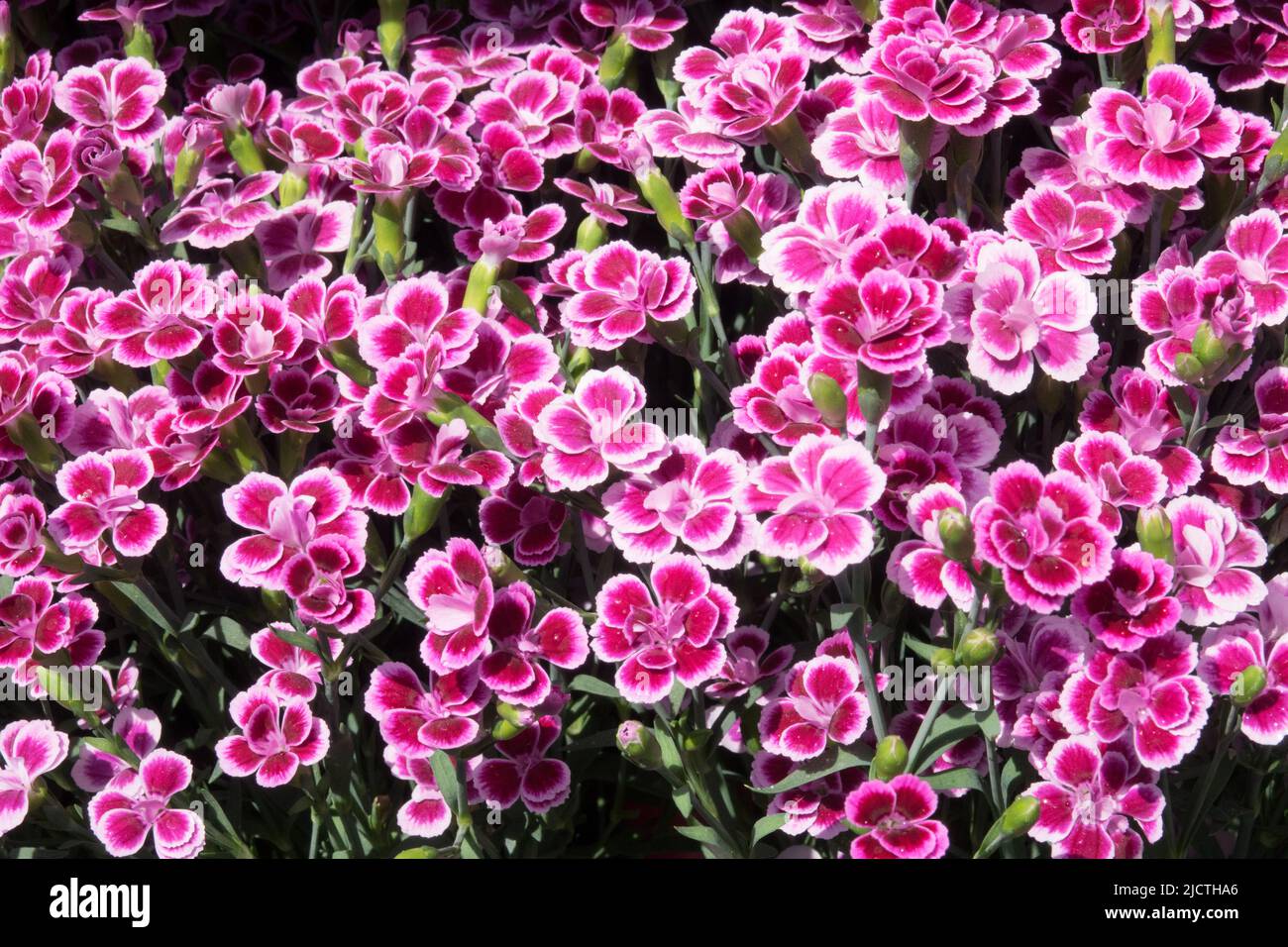 Dianthus Pink Kisses Stock Photo