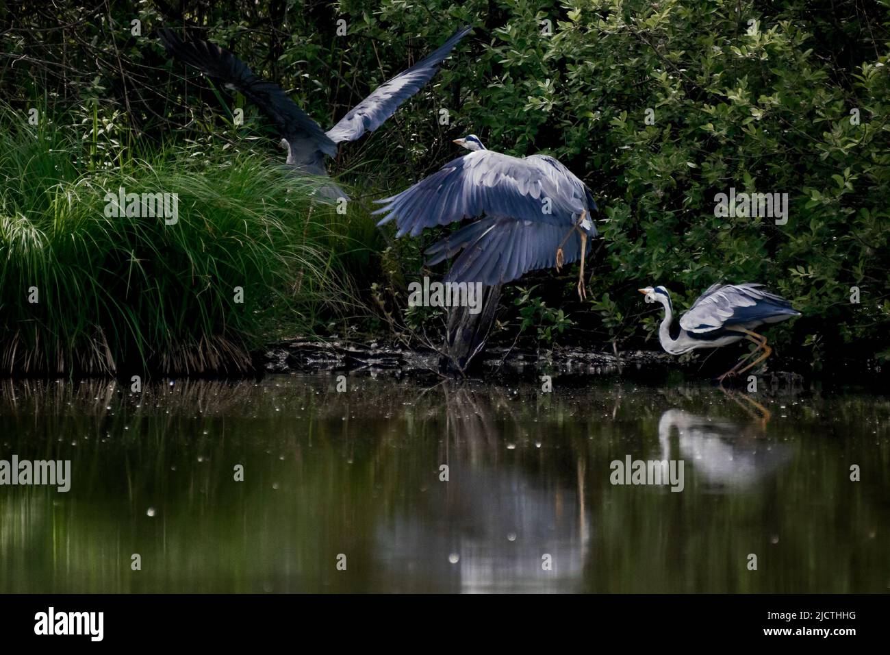 Heron that takes flight to hide behind a bush Stock Photo