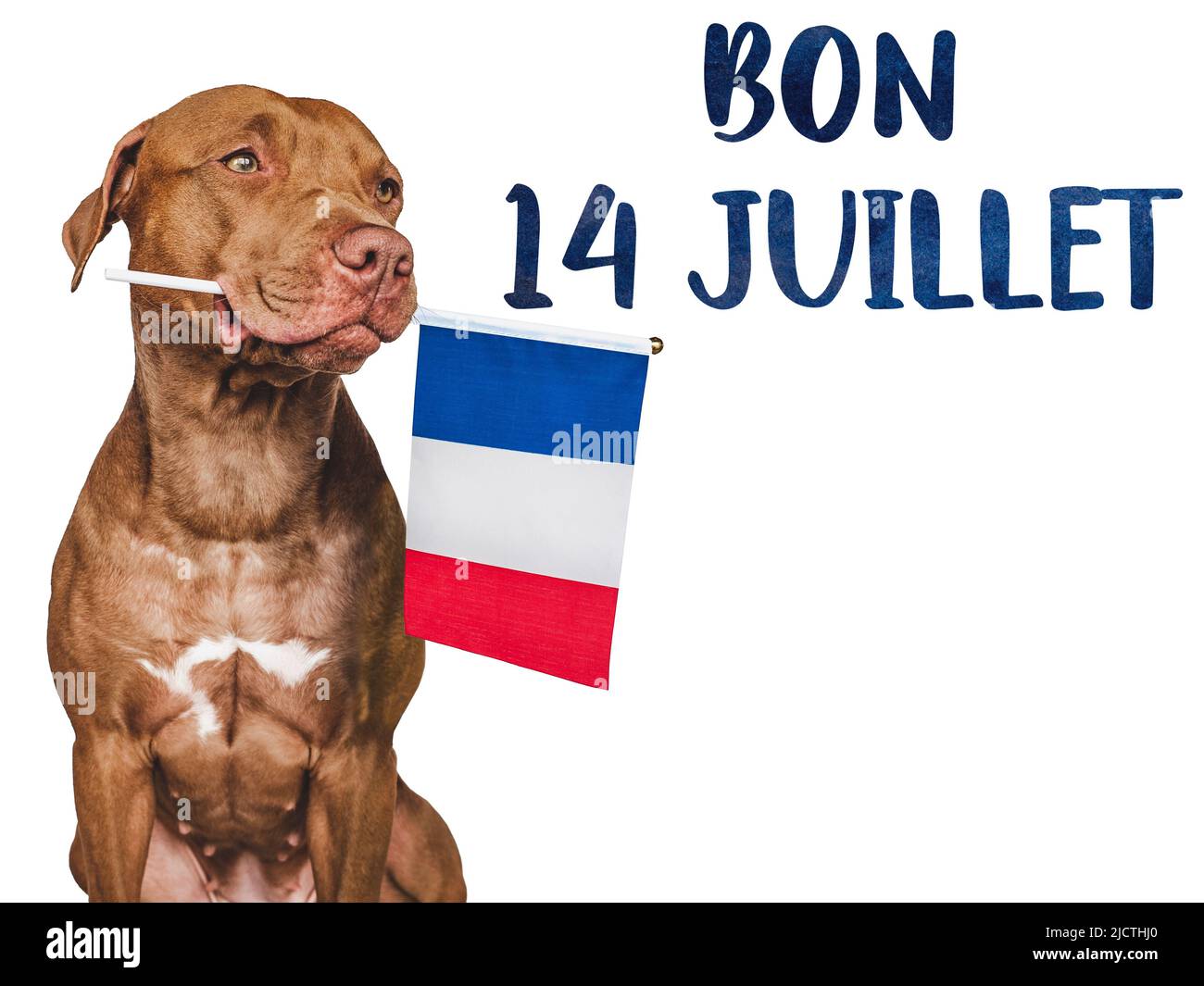 Lovable, pretty dog and French Flag. Closeup, indoors. Studio photo. Congratulations for family, loved ones, relatives, friends and colleagues. Pets c Stock Photo