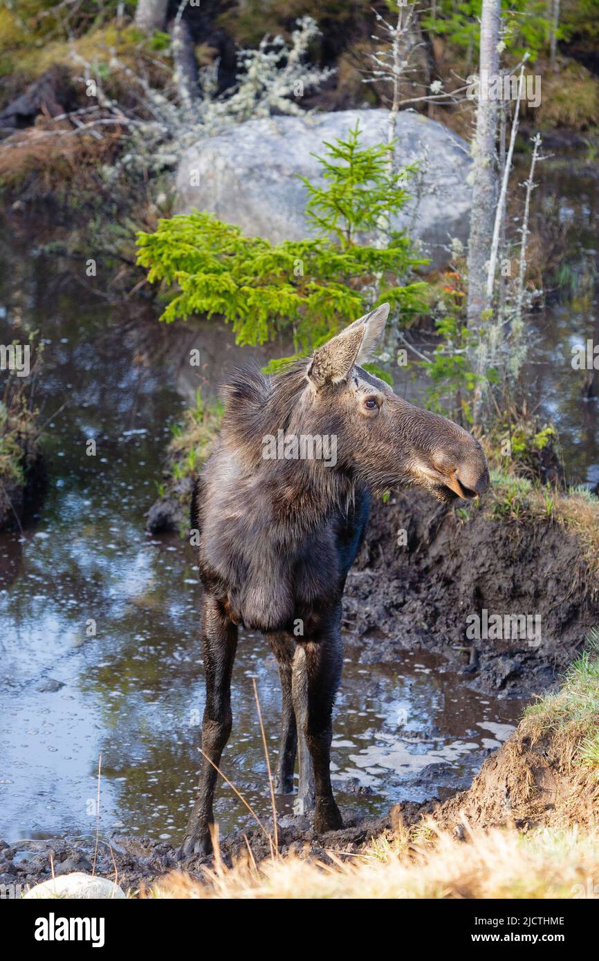 Moose in mud hires stock photography and images Alamy