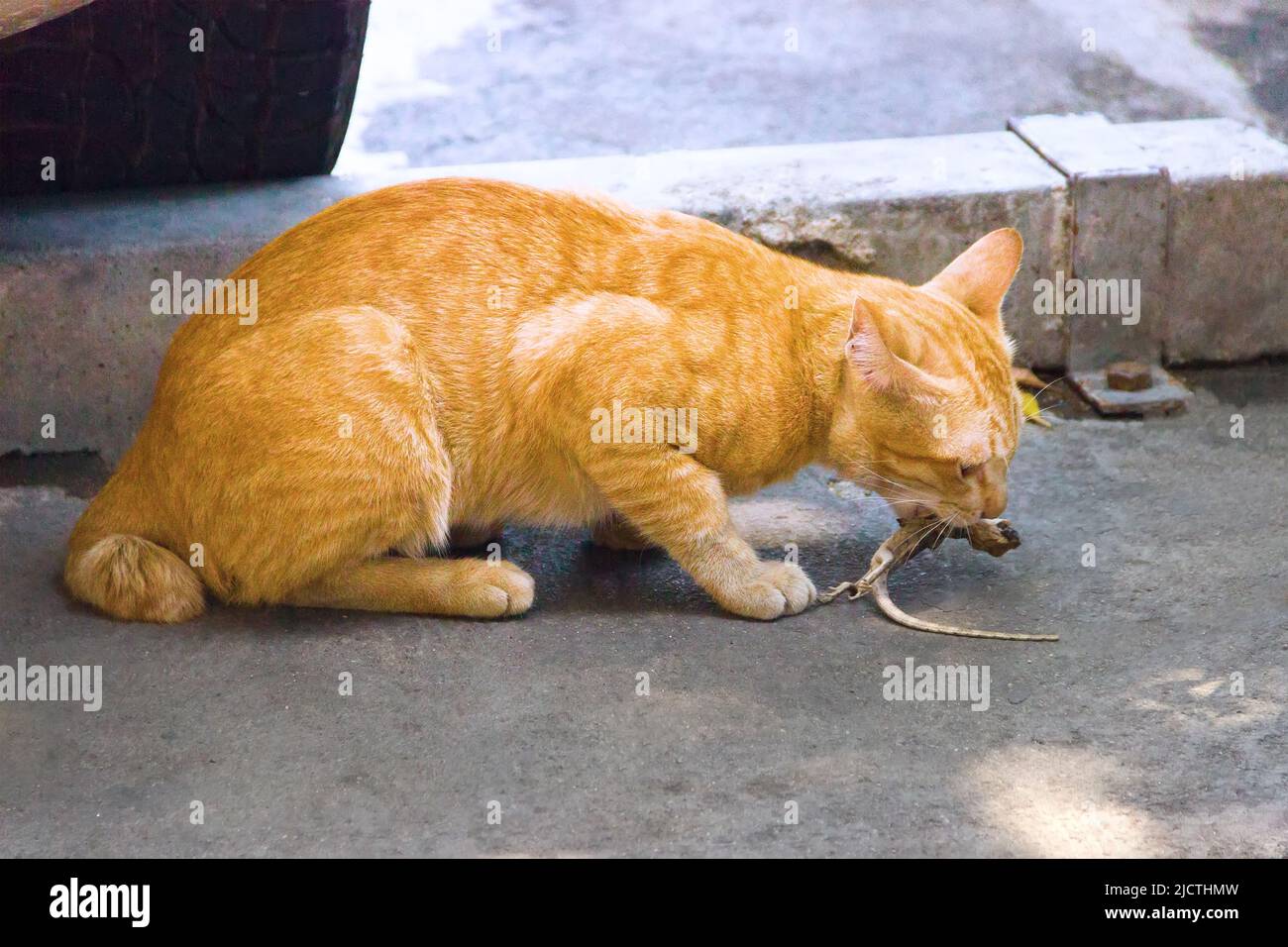 Ruthless predators hi-res stock photography and images - Alamy