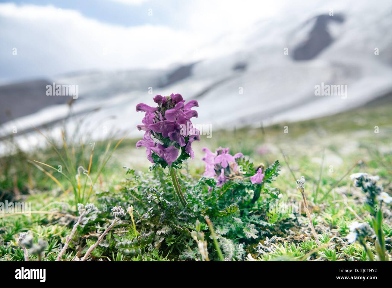 Lousewort, wood betony (Pedicularis nordmanniana) on the alpine pastures of the Caucasus. Against the background of a mountain glacier. 3500 a.s.l. Stock Photo