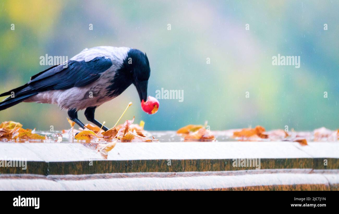 Gray crow (Corvus cornix) eats apples during the autumn fruiting period (especially the seeds). Seasonal changes in feeding behavior. Food opportunism Stock Photo