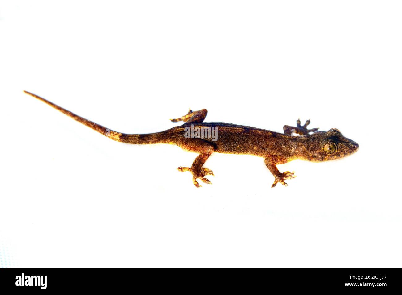 lizard-gecko-on-white-background-reptilians-of-sri-lanka-endemic