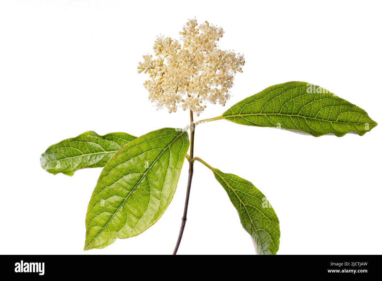Macro detail of the branch of a Viburnum Plicatum with flower isolated on white background Stock Photo