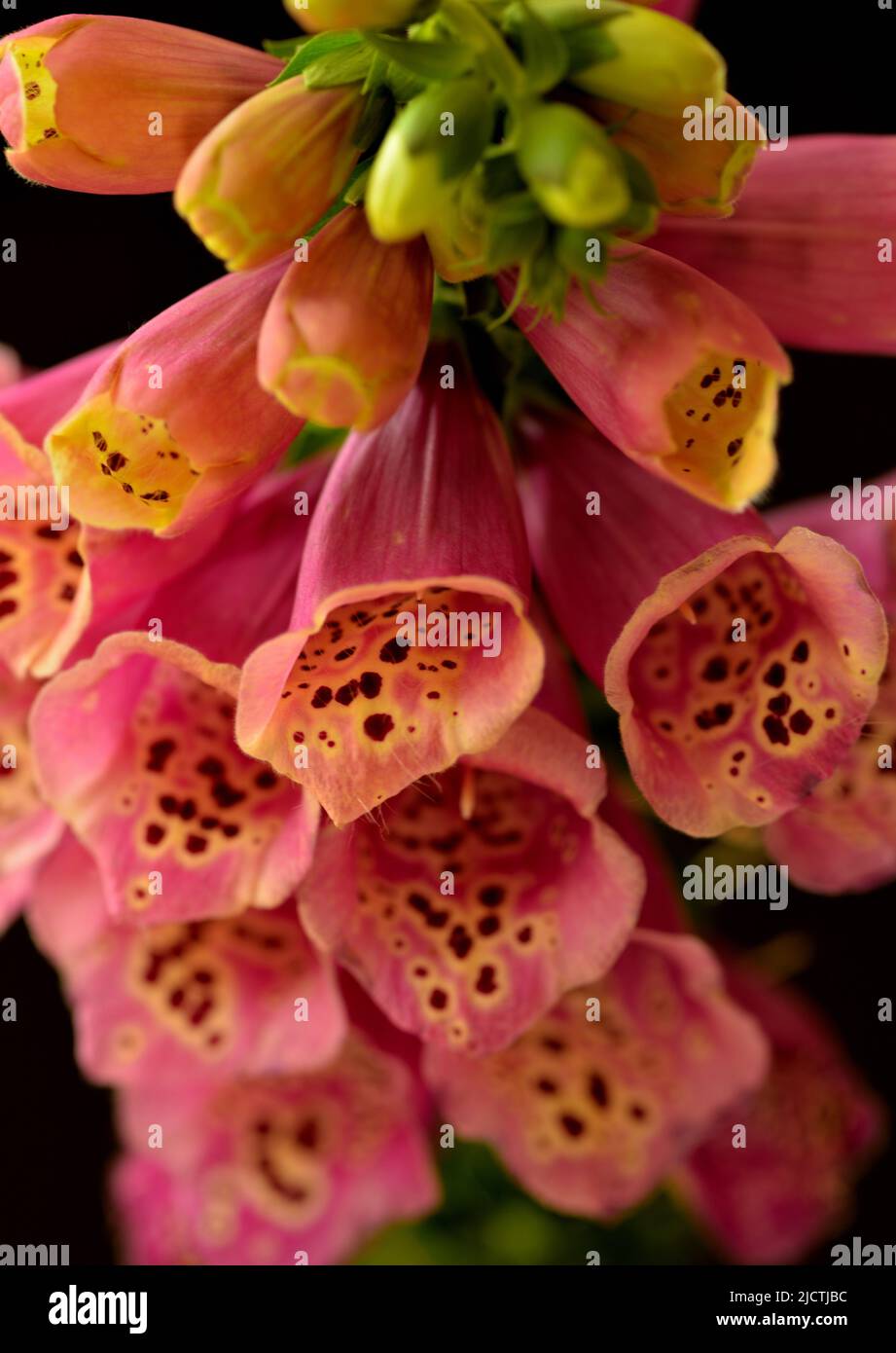 Image of foxglove (Digitalis purpurea) pink blooms and buds against a black background. Stock Photo