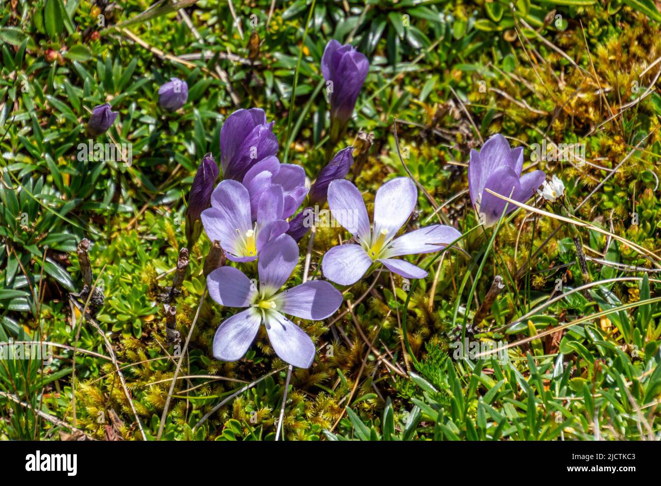 Flower Gentianella cerastioides is small herbs up to 5 cm tall. Spreads in Colombia and Ecuador. In Cajas National Park it is found in the cushion par Stock Photo