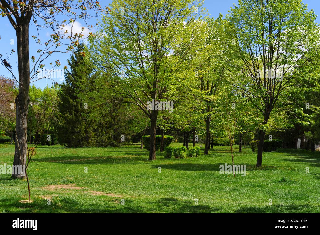 Green trees at city park in a sunny summer day with light clouds Stock ...