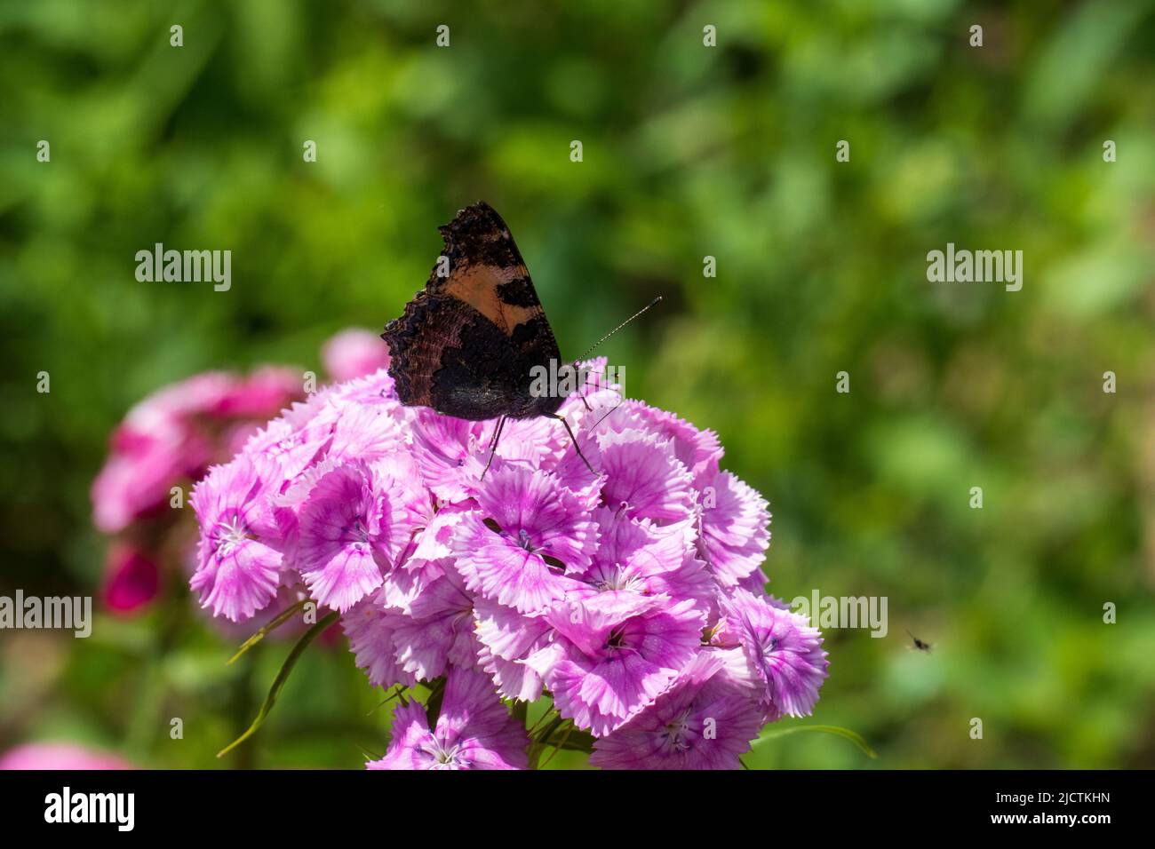 Schmetterling Kleiner Fuchs, Aglais urticae auf einer Bartnelke Blüte Stock Photo