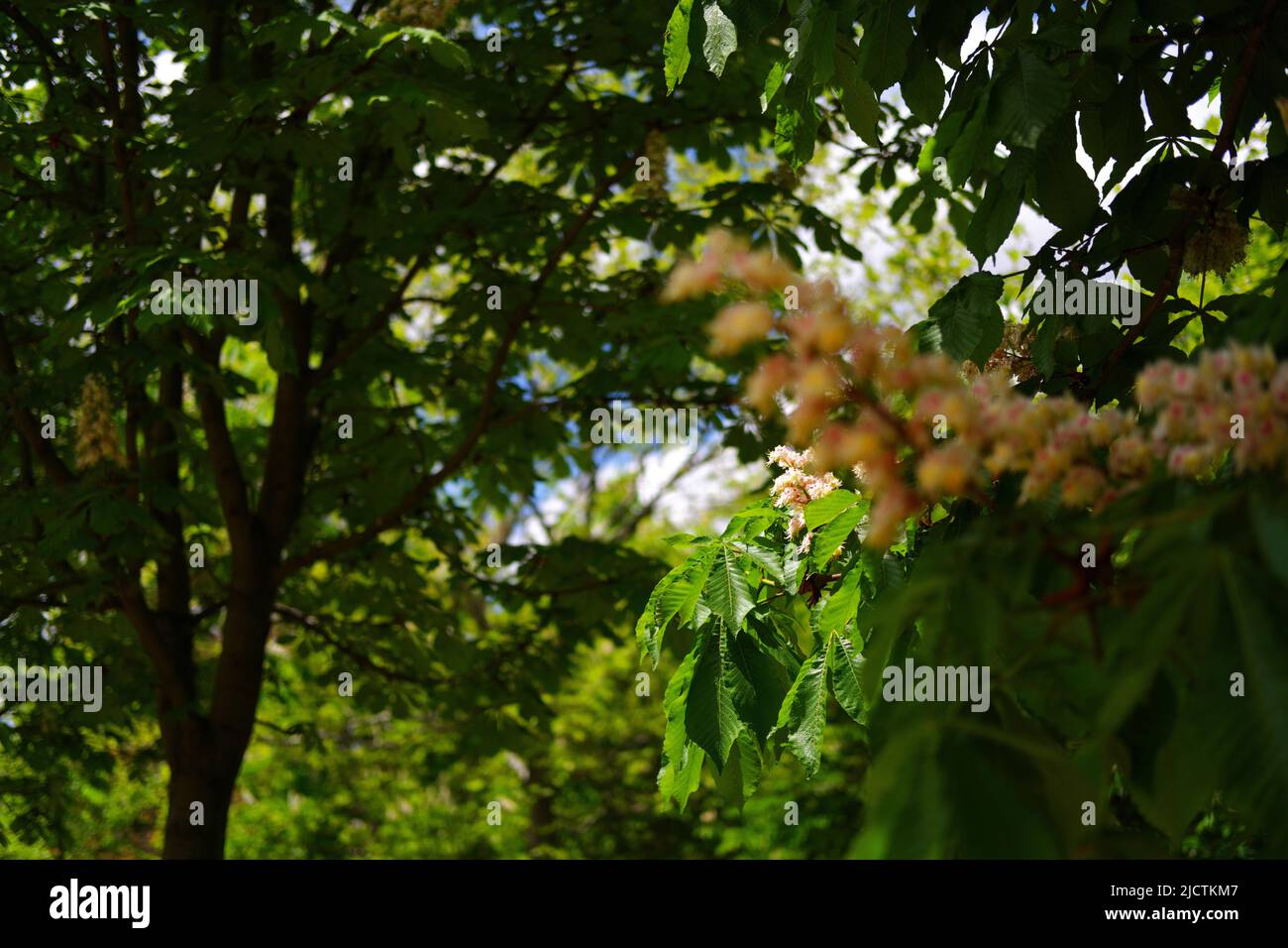 Green trees at city park in a sunny summer day with light clouds Stock ...