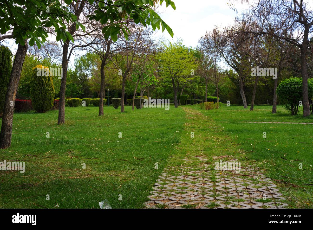 Green trees at city park in a sunny summer day with light clouds Stock ...