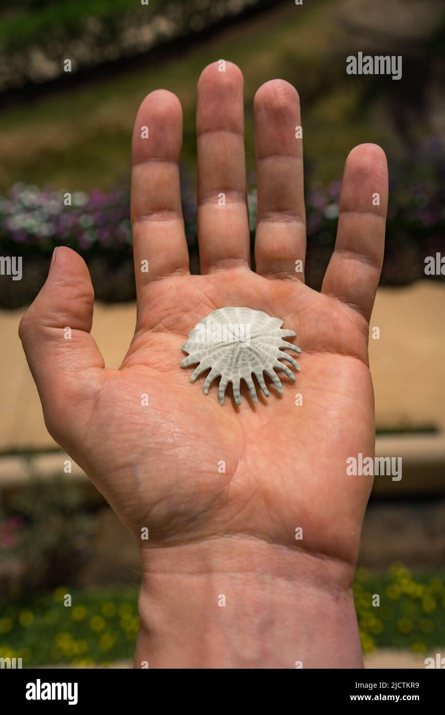 Sand dollar on hand Stock Photo Alamy
