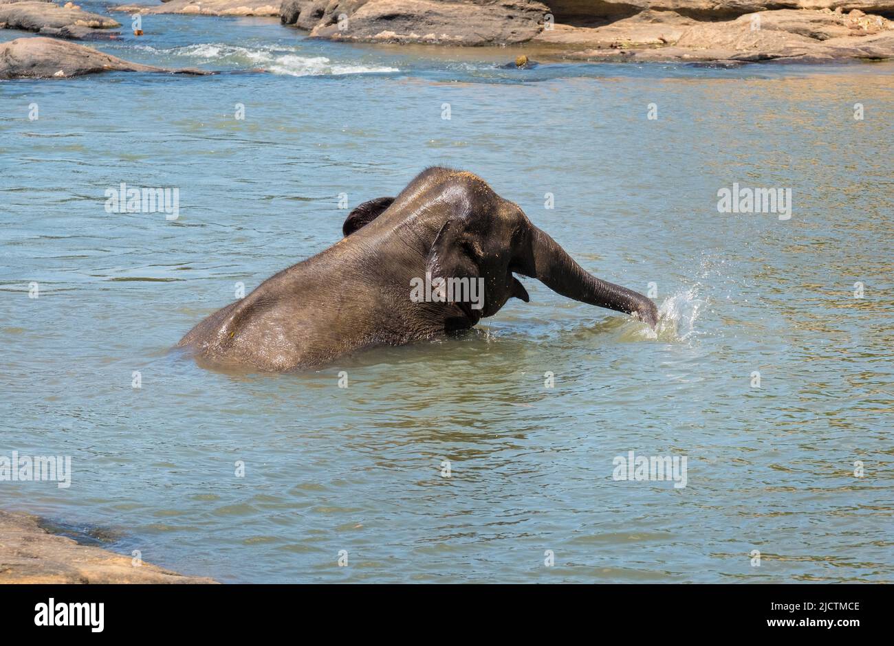 Young elephant calf bathing in a river water, taking a water in trunk and watering itself. Sri Lankan elephant is a subspecies of the Asian elephant. Stock Photo