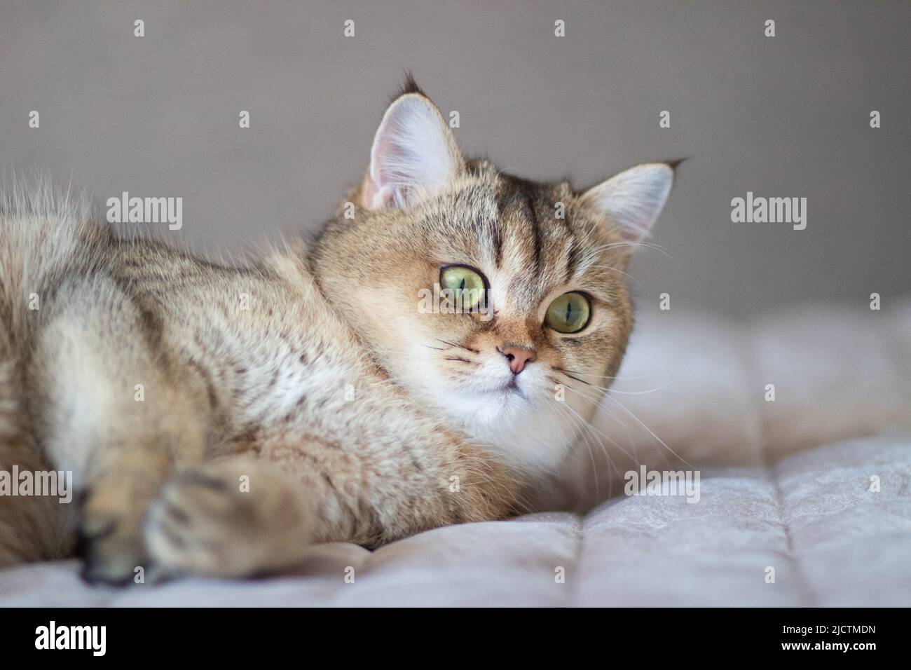 Green - eyed British Shorthair Golden Chinchilla NY25 Stock Photo