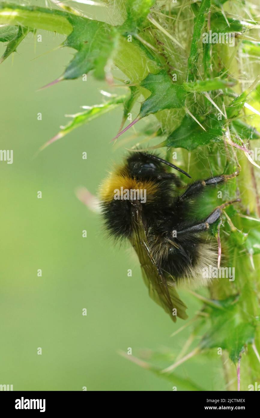 Vertical closeup on a the four-colored cuckoo bee, Bombus sylvestris , hiding from the rain underneath a thistle in the field Stock Photo