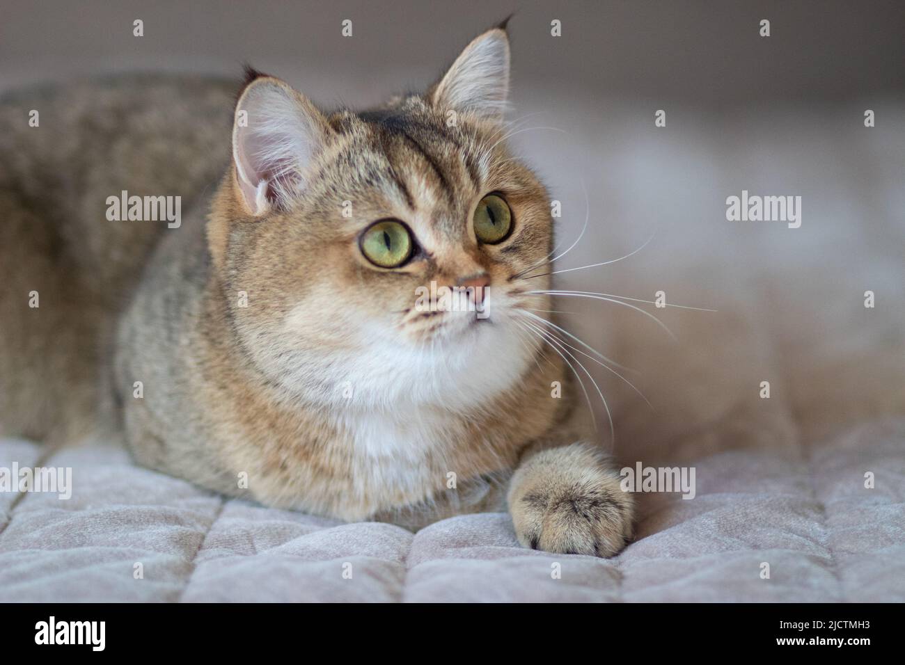 Green - eyed British Shorthair Golden Chinchilla NY25 Stock Photo