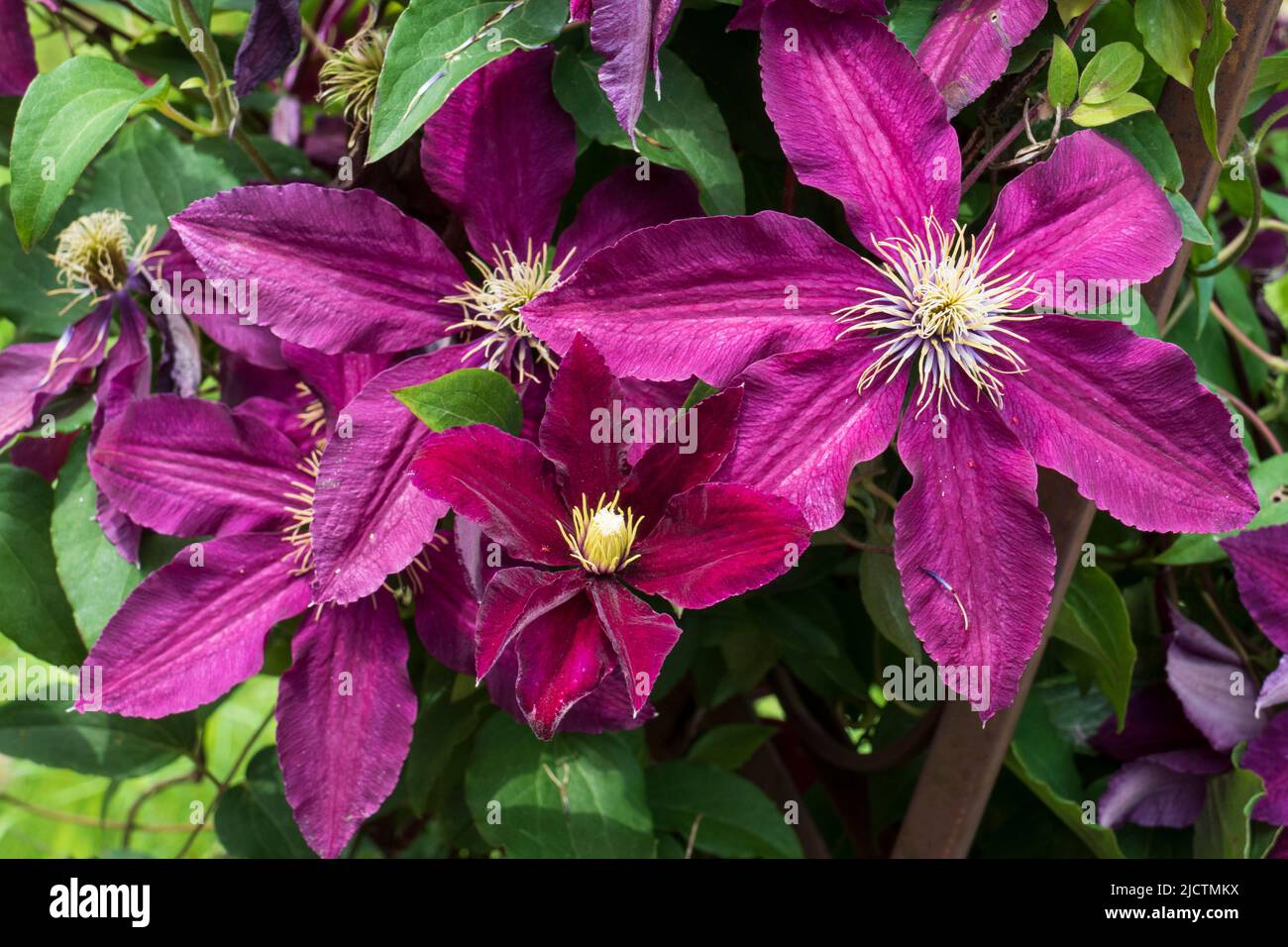 Violett farbene Clematis, Waldrebe Blüten wachsen an einem Holzbogen Stock Photo