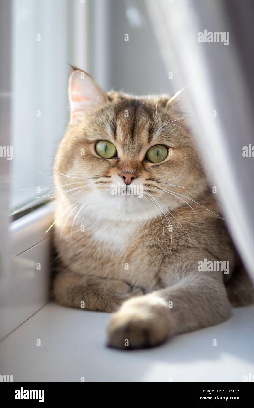 Green - eyed British Shorthair Golden Chinchilla NY25 Stock Photo