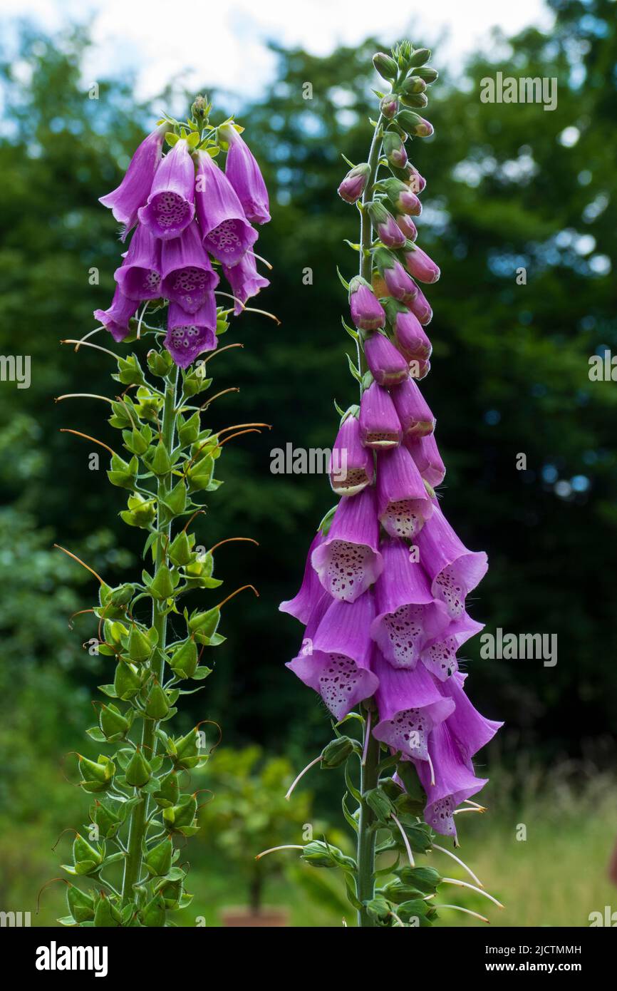 Roter Fingerhut Blüte, Digitalis purpurea Stock Photo