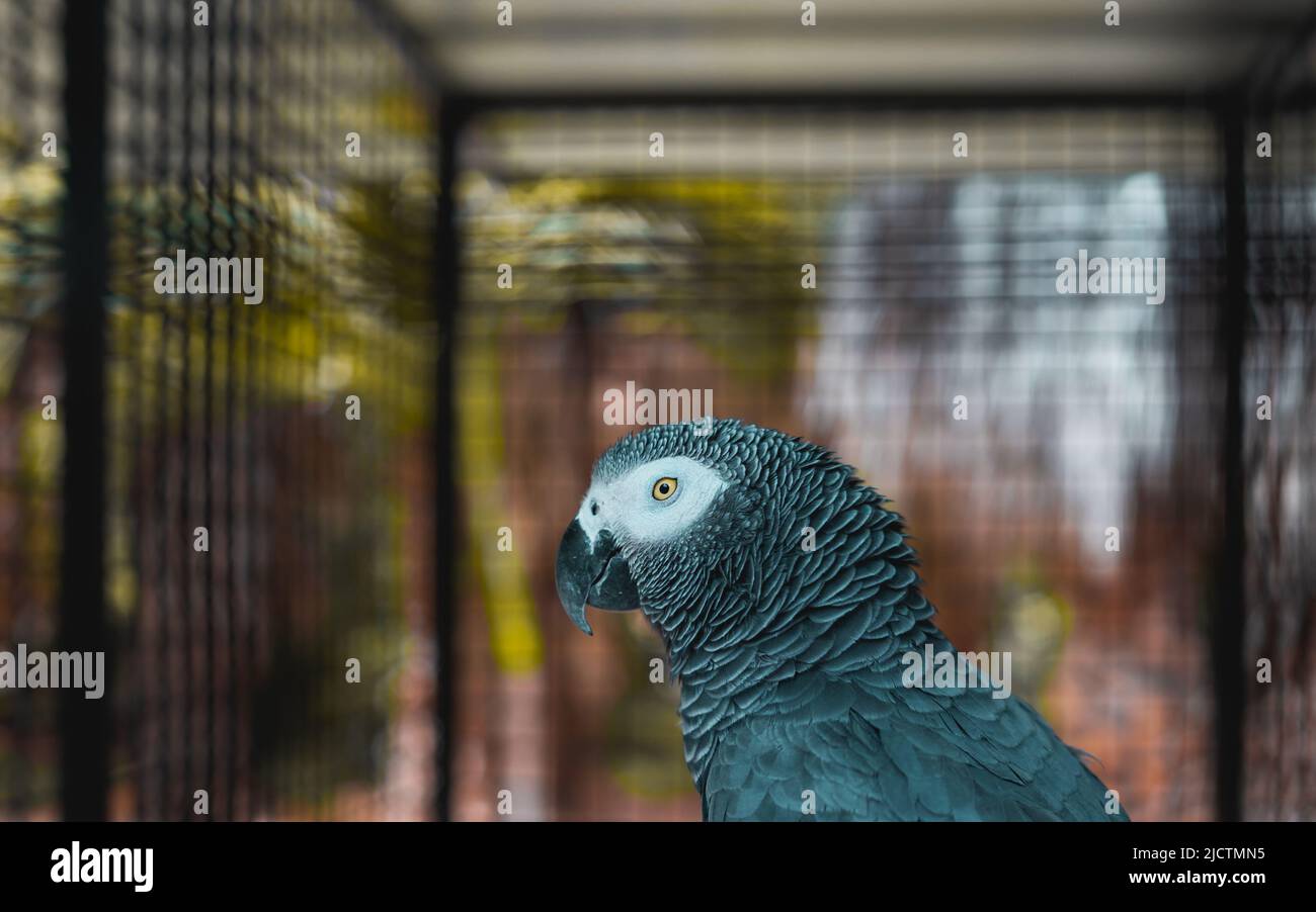 View of blue and yellow macaw in the cage Stock Photo - Alamy