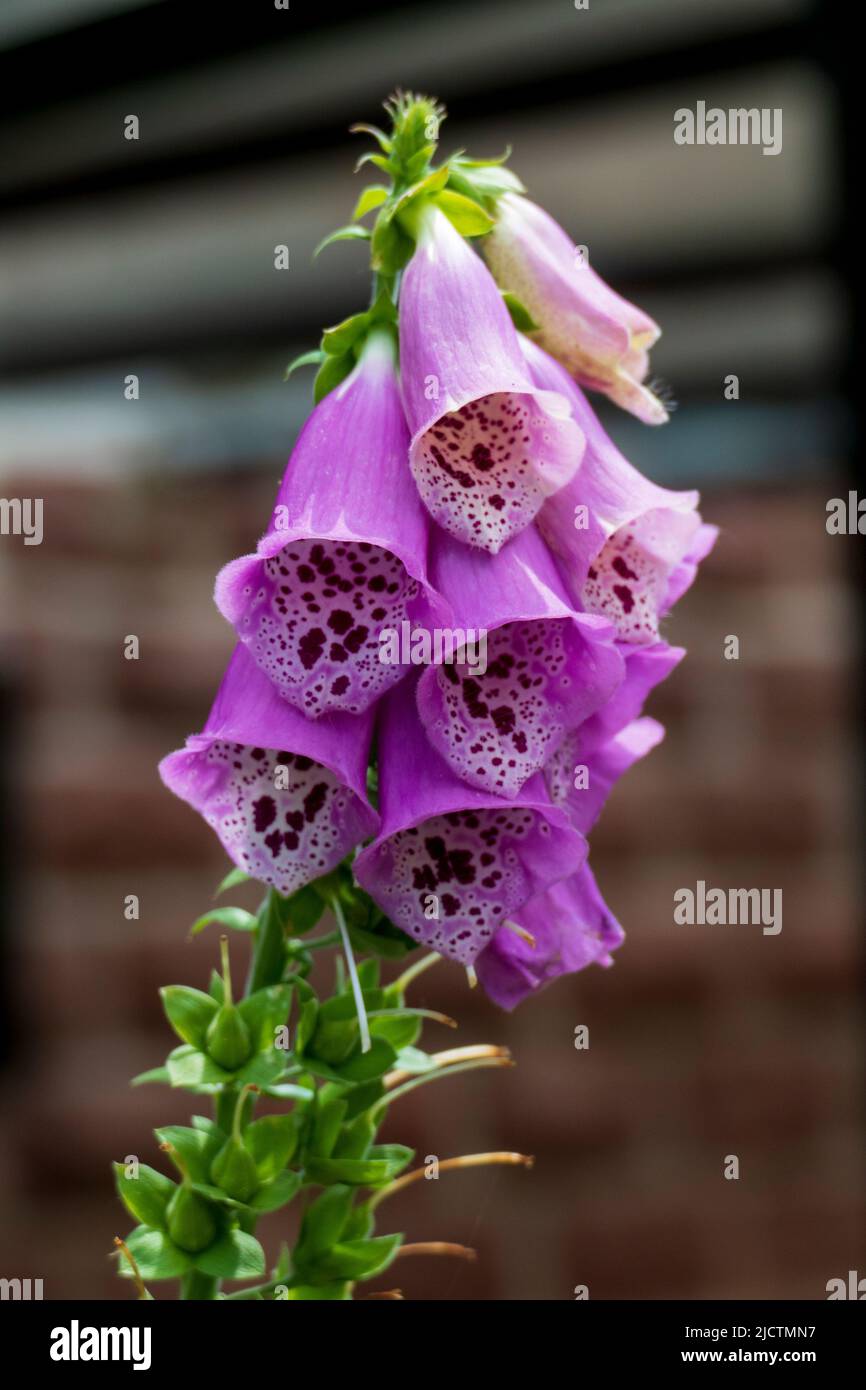 Roter Fingerhut Blüte, Digitalis purpurea Stock Photo